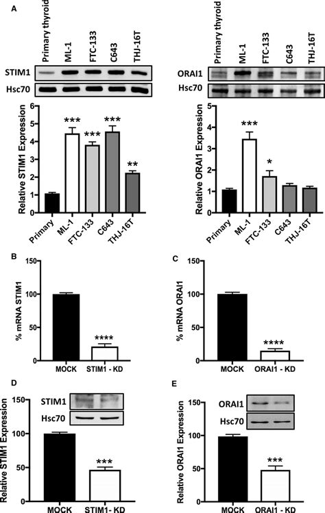 Expression Of Stim And Orai Proteins And Generation Of Stable