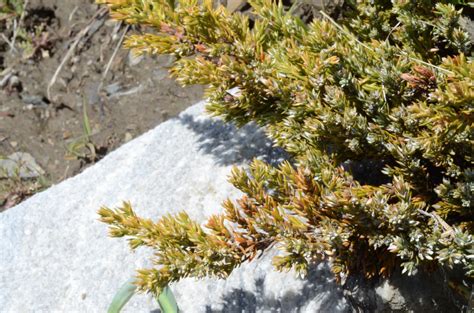 Juniperus Communis Var Saxatilis Calflora