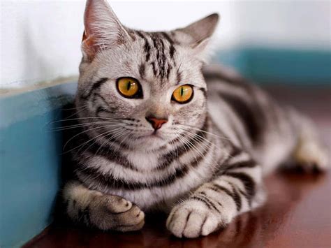 Download Elegant American Shorthair Cat Lounging Wallpaper