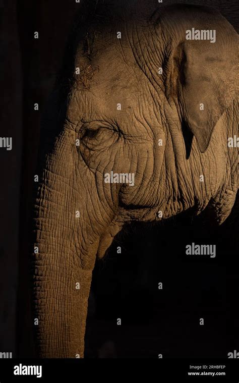 A Really Big Elephant Tries To Get Some Food Out Of The Grid The