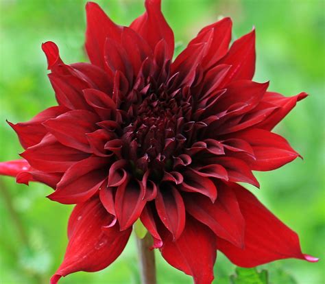 32+ Gambar Bunga Dahlia Merah - Galeri Bunga HD