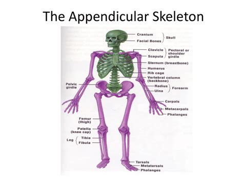 Appendicular Skeleton Image