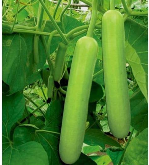 Kanaya Bottle Lauki Dudhi Lagenaria Siceraria Vegetable Seed Price In India Buy Kanaya