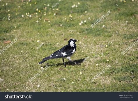 Friendly Black White Magpielark Grallina Cyanoleuca Stock Photo