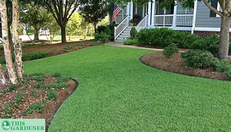 St Augustine Grass Vs Zoysia Grass 5key Differences And The Winner