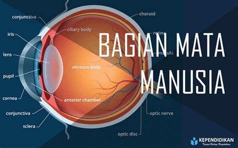 Bagian Bagian Mata Manusia Dan Fungsinya