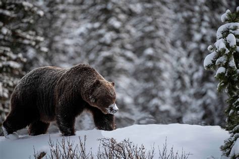 This bear is The Boss | CBC.ca