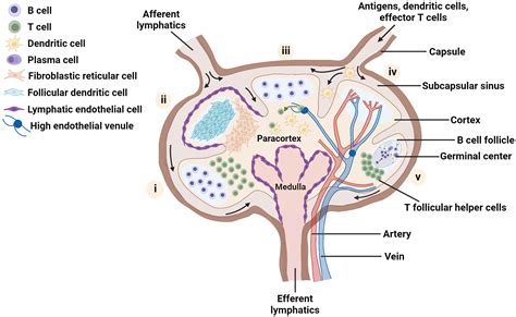 Frontiers New Tools For Immunologists Models Of Lymph Node Function