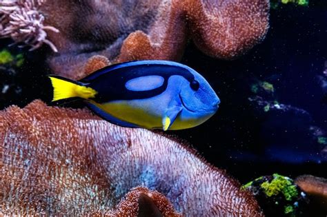 Pez Cirujano Azul Real Paracanthurus Hepatus Foto Premium