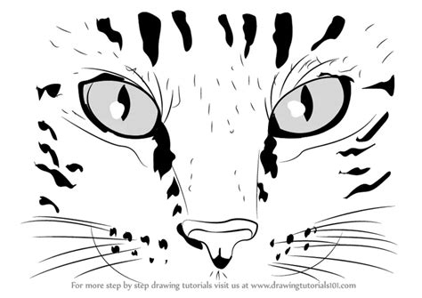 How to Draw Cat Eyes (Cats) Step by Step | DrawingTutorials101.com