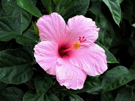 How To Care Of Hibiscus Green Packs