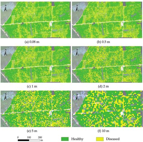 Maps Of The Distribution Of Fusarium Wilt Based On The CI Green With