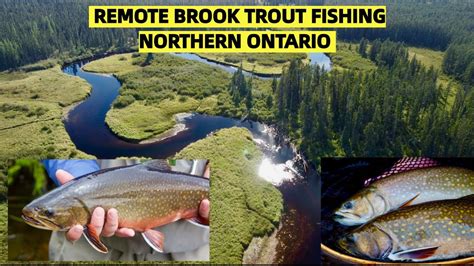 Remote Brook Trout Fishing Northern Ontario YouTube