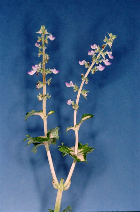 Plectranthus Scutellarioides Lamiaceae Image 5998 At PhytoImages Siu Edu