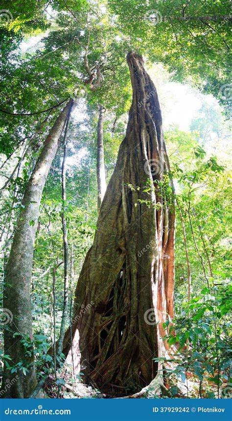 Tropical Gigantic Tree Stock Photo Image Of Nature 37929242