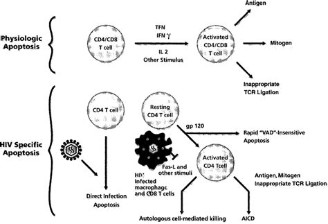 T Cell Apoptosis Mechanisms Of Physiologic T Cell Apoptosis Top And