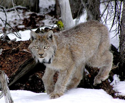 Colorado Wildlife Species Cat