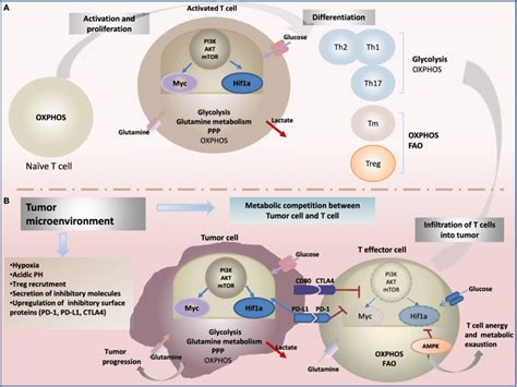 Metabolic Reprogramming Drives A T Cell Fate And Function And B