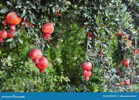 Plantation Of Pomegranate Trees In Harvest Season Great Fruit For Rosh