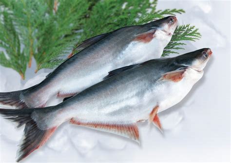 Whole basa fish