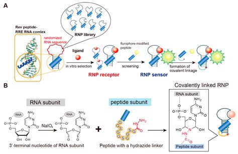 Applied Sciences Free Full Text RNA Peptide Conjugation Through An