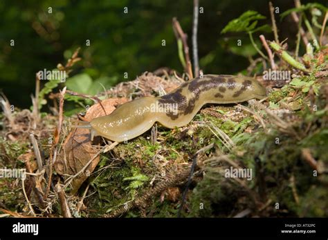 Banana Slug Ariolimax Columbianus Vancouver Island Canada Stock Photo