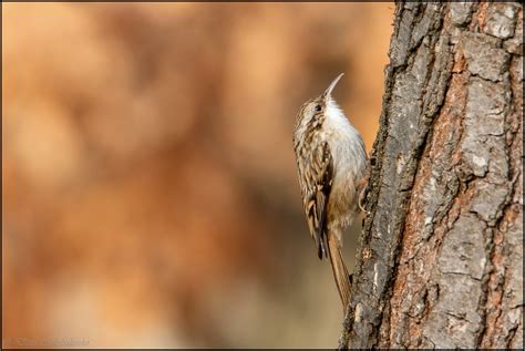 Grimpereau Des Jardins Short Toed Treecreeper Grimpereau Flickr