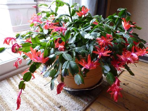 How To Adequately Care For The Christmas Cactus Plant