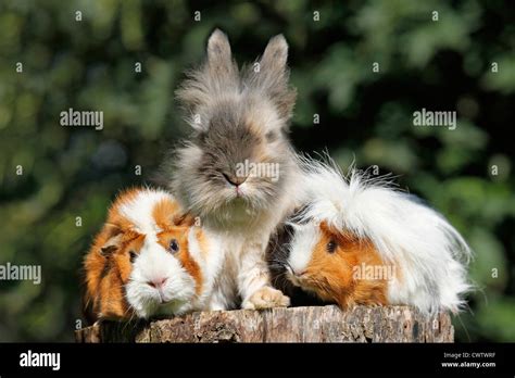 Mit Meerschweinchen Und Kaninchen Fotos Und Bildmaterial In Hoher