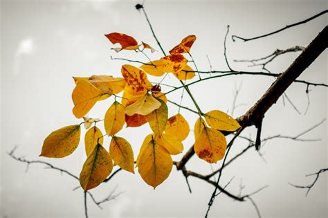 Kostenlose Foto Baum Ast Pflanze Himmel Jahrgang Sonnenlicht