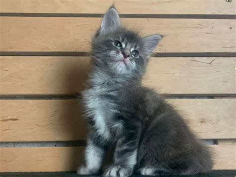 Chaton Maine Coon Bleu Blotched Tabby R Server Petite Annonce Chat