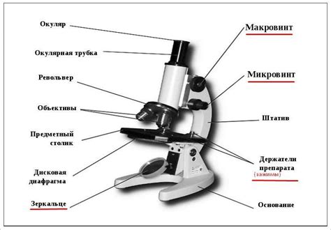 Какую функцию выполняют зажимы,зеркало и винты в микроскопе ...