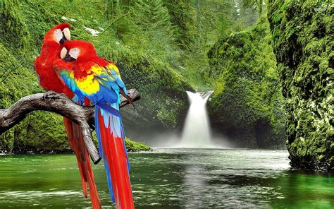 Macaw Parrot Hd Wallpaper Pxfuel