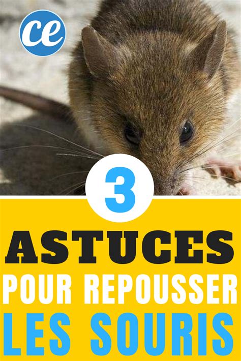 Comment Repousser Les Souris Naturellement Voici Astuces Qui