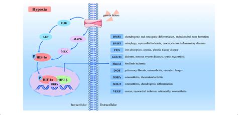 Schematic Representation Of Hif 1α Activation Signaling Pathway Download Scientific Diagram