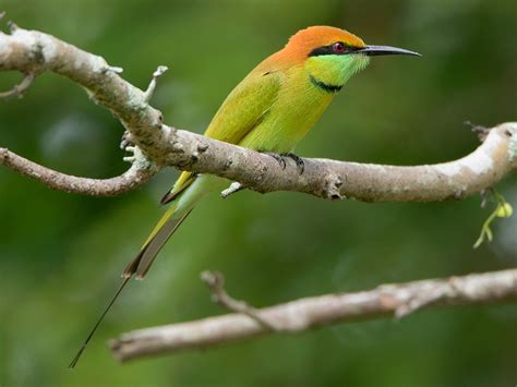 Asian Green Bee Eater Ebird