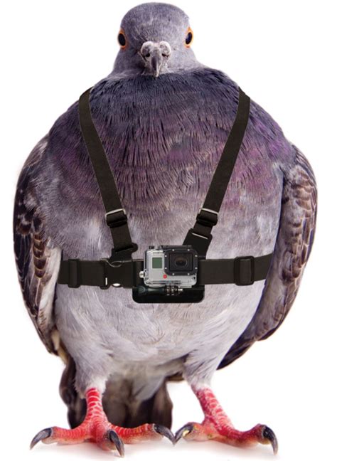 At Lanewinfield And At Pablorochat Made An Arduino Powered Pigeon Drone