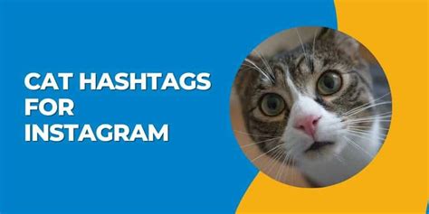 Best Cat Hashtags For Instagram 2024 - Trendy #cat Lover