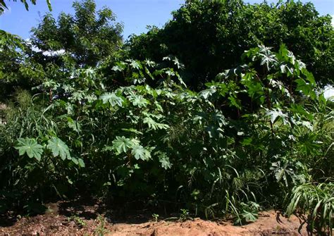 Flora Of Zimbabwe Cultivated Species Information Individual Images