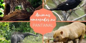 Animais Do Pampa Aves Mam Feros Anf Bios E R Pteis