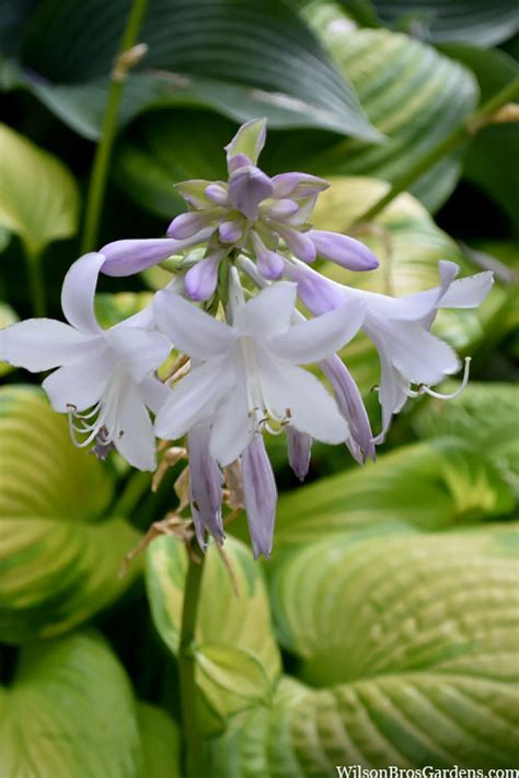 Buy Stained Glass Hosta Lily Free Shipping Wilson Bros Gardens