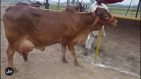 Sahiwal Cow 22 Milk Record Desi Cow YouTube