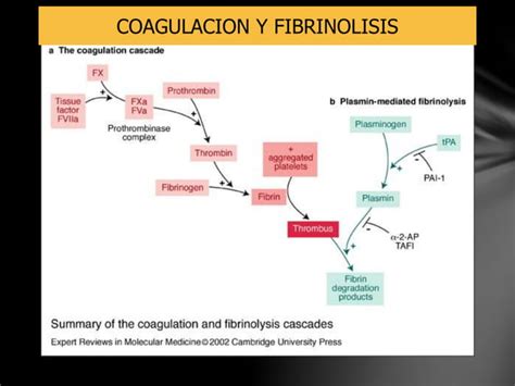 Teoria De La Coagulacion Y Mecanismo De Acci N Y Usos De