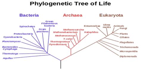 Phylogenetics - Assignment Point