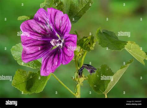 Zebrina Mallow Malva Sylvestris Ssp Mauritiana Malva Sylvestris Var