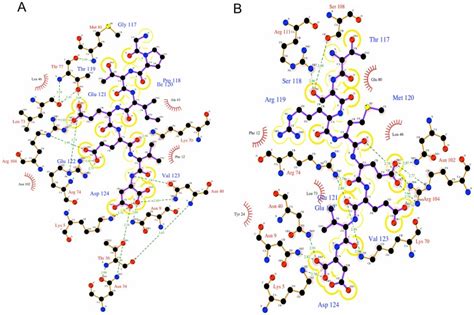 A Interactions Between The Tpr Domain And The C Terminal Octapeptide