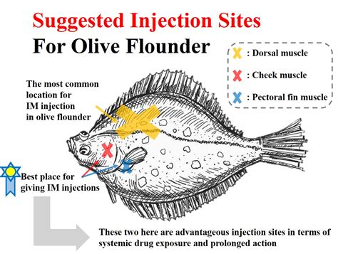 Pharmaceutics Free Full Text Influence Of Intramuscular Injection