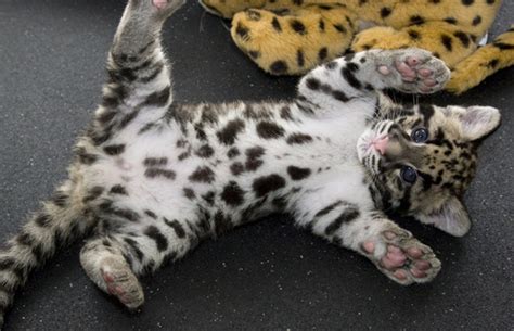 Clouded Leopard Kittens | Baby Animal Zoo