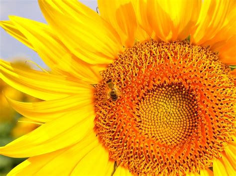 Premium Photo A Yellow Sunflower With A Bee On It