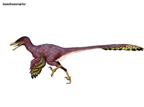 Luanchuanraptor By Cisiopurple On Deviantart